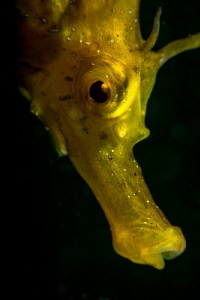 Yellow seahorse by Marco Gargiulo 